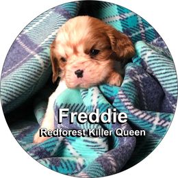 Cavalier King Charles Spaniel Puppies from Redwood Forest Cavaliers