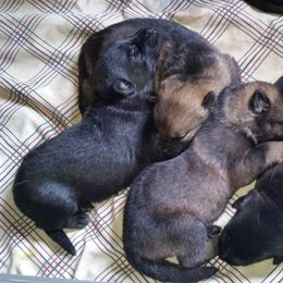 German Shepherd Puppies from von Haus Ulv