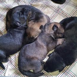 German Shepherd Puppies from von Haus Ulv