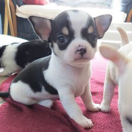 Chihuahua Puppies from True Shot Chihuahuas