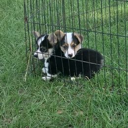 Pembroke Welsh Corgi Puppies from Texas Three Corgis