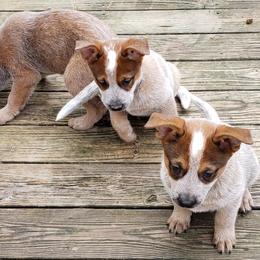 Australian Cattle Dog Puppies from Blue Coyote Ranch