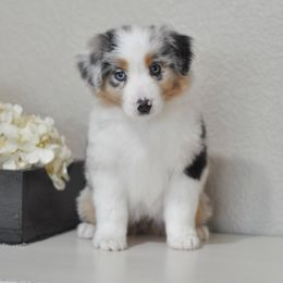 Spur Strap Miniature Australian Shepherds breeder of Miniature Australian Shepherd