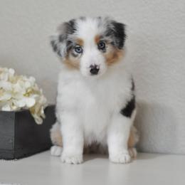 Spur Strap Miniature Australian Shepherds breeder of Miniature Australian Shepherd