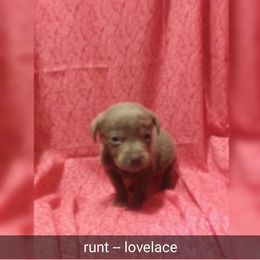 Australian Cattle Dog and Labrador Retriever Puppies from Trinity C Australian Cattle Dogs and Silver Labradors