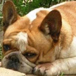 Starlet - French Bulldog