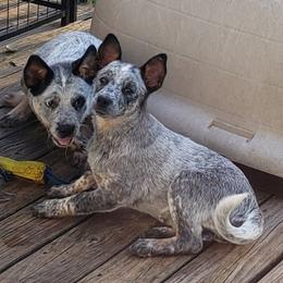 Australian Cattle Dog Puppies from Blue Coyote Ranch