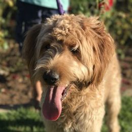 Phoebe - Goldendoodle