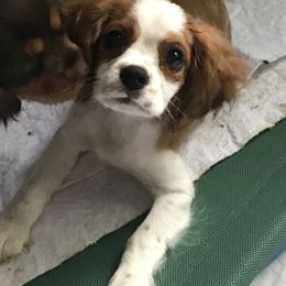 Cavalier King Charles Spaniel Puppies from Hotchkiss Cavaliers