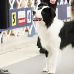 Smitty - Border Collie