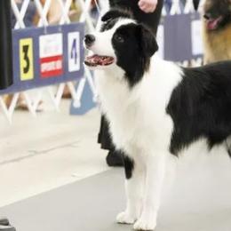 Smitty - Border Collie