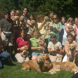 Golden Retriever Puppies from Gaylan's Golden Retrievers