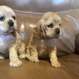 Cocker Spaniel Puppies from Ashwood Cockers