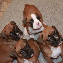 Boxer Puppies from Huntley Boxer Pieces
