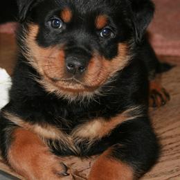 Rottweiler Puppies from Sky Valley Rottweilers