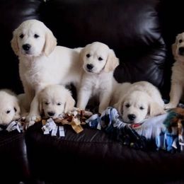 Golden Retriever Puppies from Deborah Hughes