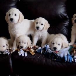 Golden Retriever Puppies from Deborah Hughes