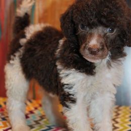Poodle Puppies from DuBois Standard Poodles