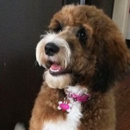 Linder Labradoodles breeder of Labradoodle, Bernedoodle, Standard Poodle