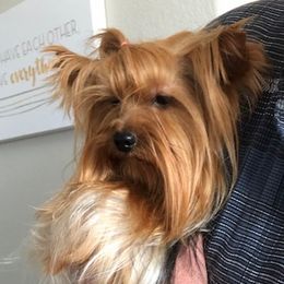 Solaris Turbo Drive  - Yorkshire Terrier