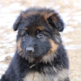 German Shepherd Puppies from Lost Creek German Shepherds LLC