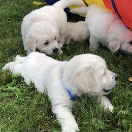 Golden Retriever Puppies from Fox Ridge English Golden Retrievers