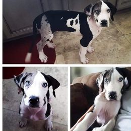 Great Dane Puppies from Dynamic Danes