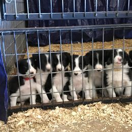 Bloodhound and Border Collie Puppies from Whisenhunt Farms Border Collies