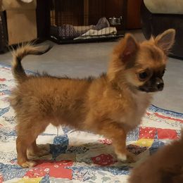 Chihuahua Puppies from BG's Chihuahua