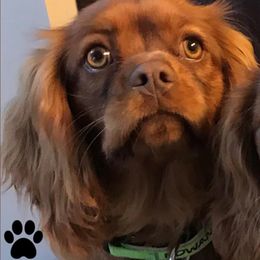Rowan - Cavalier King Charles Spaniel