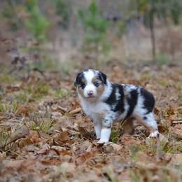 Rafter JM Aussies breeder of Miniature Australian Shepherd
