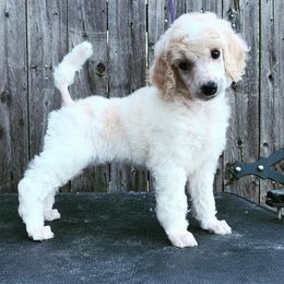 Poodle Puppies from Crystal Creek Standard Poodles