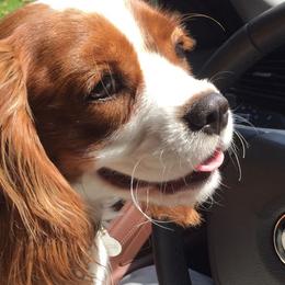 Cavalier King Charles Spaniel adult dog
