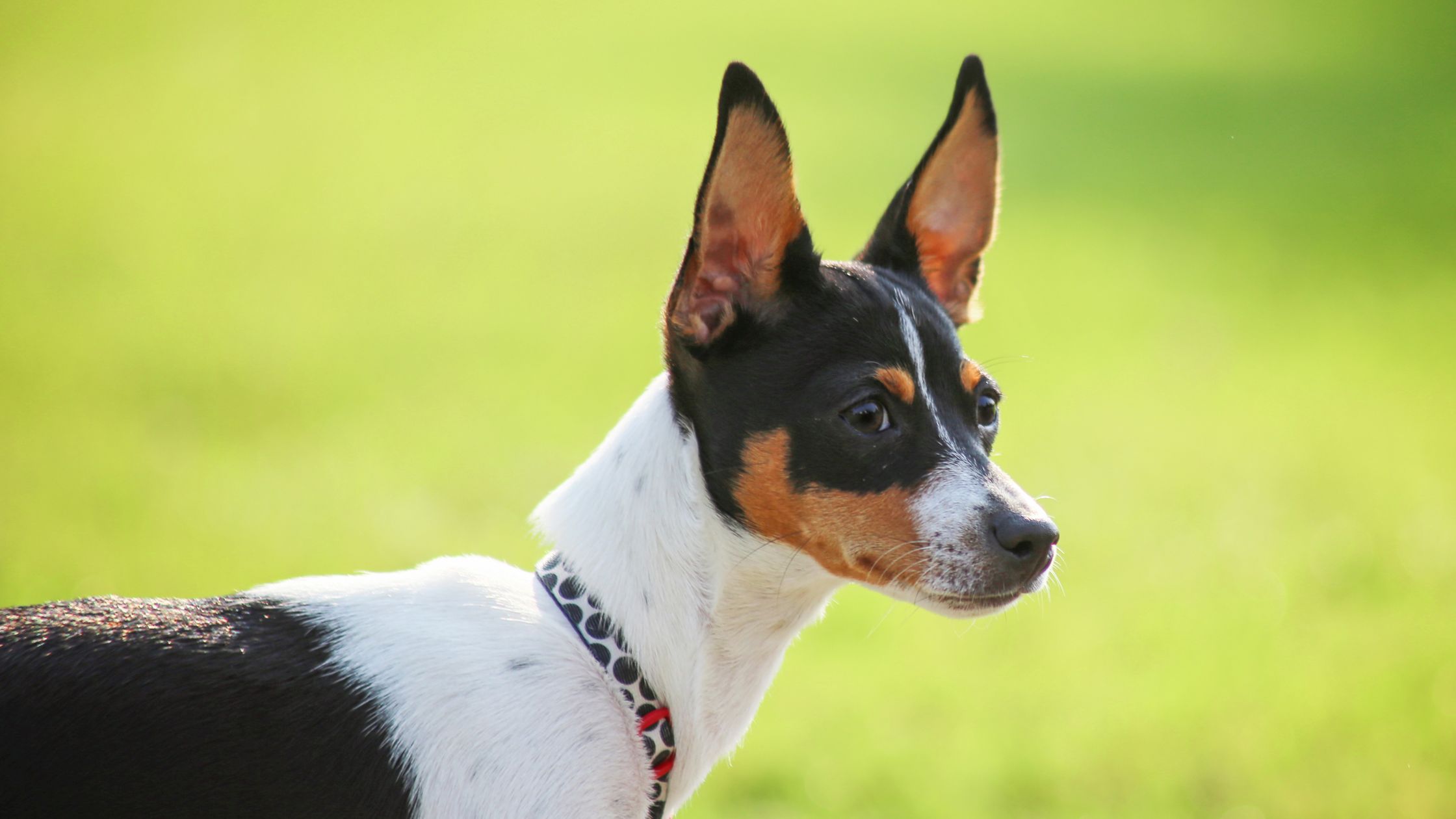 25 cute Rat Terrier puppies for sale Good Dog