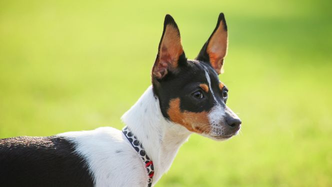 Rat Terrier