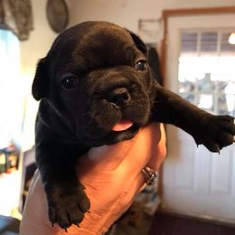 French Bulldog Puppies from PJG Country Life Kennels