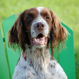 Trigger - English Springer Spaniel
