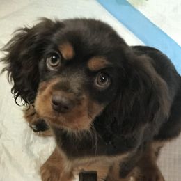 Cavalier King Charles Spaniel Puppies from Hotchkiss Cavaliers