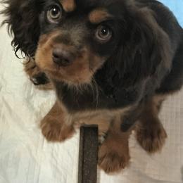 Cavalier King Charles Spaniel Puppies from Hotchkiss Cavaliers