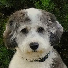 Bernedoodle adult dog
