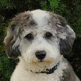Bernedoodle adult dog