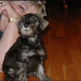 Miniature Schnauzer Puppies from Aristos