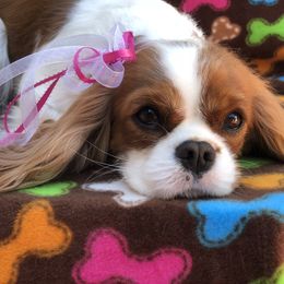 Dory - Cavalier King Charles Spaniel