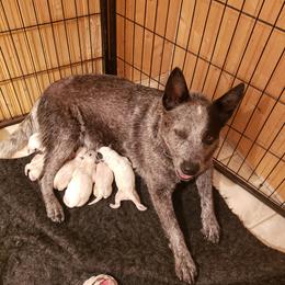 Australian Cattle Dog Puppies from Blue Coyote Ranch