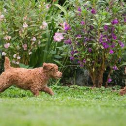Poodle Puppies from Sunset Maple Poodles