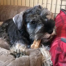 Miniature Schnauzer Puppies from Riversong Miniature Schnauzers 