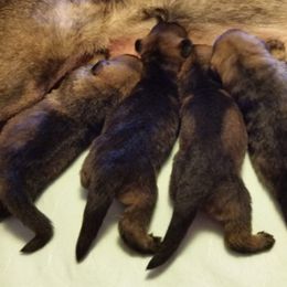German Shepherd Puppies from von Haus Ulv