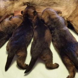 German Shepherd Puppies from von Haus Ulv