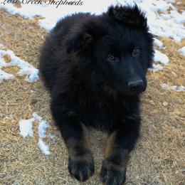 German Shepherd Puppies from Lost Creek German Shepherds LLC