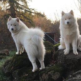 Samoyed All Grown Up from StormCloud Samoyeds